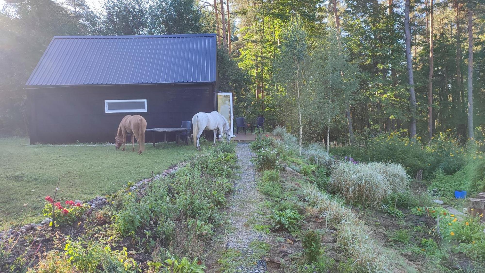Modern Sauna Cabin In Horse Ranch Liyeplauke Dış mekan fotoğraf